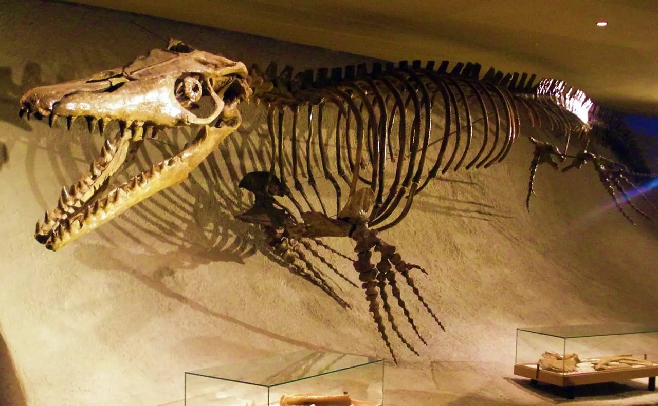 Fossil Mosasaurus