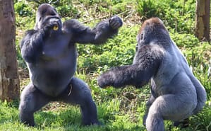 Male Ape Fight