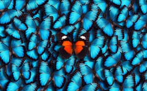 Blue Panoramic Butterfly