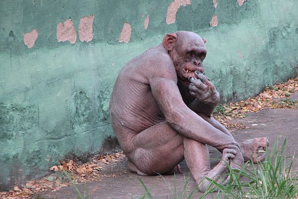 Ashes, an Indian chimp that lost his entire fur at age one.